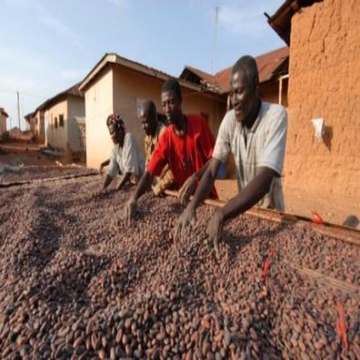 Francis Bediako drying cocoa beans