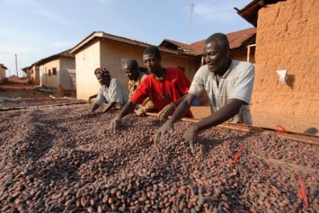 Francis Bediako drying cocoa beans