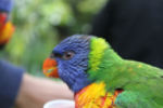 Bird at Bristol Zoo