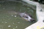 Hippo at Bristol Zoo
