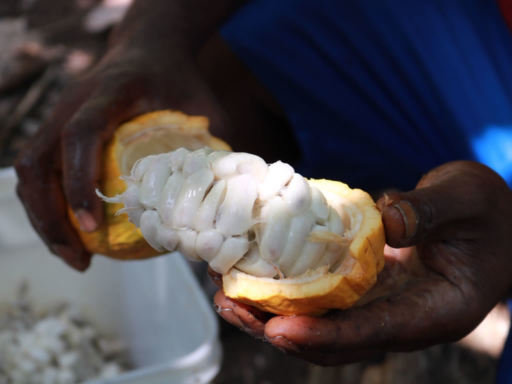 Cacao Fruit Pulp